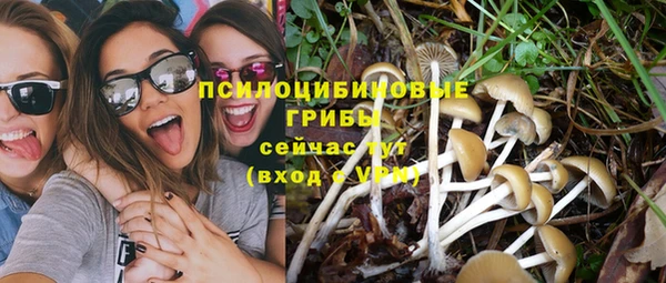 хмурый Аркадак